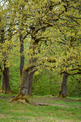 Fototapeta na wymiar Springtime oak trees. Green spring oak leaves.