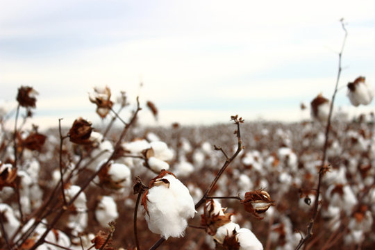 beautiful cotton field in Alabama