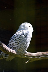 Snowy owl on a branch