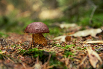 Bay bolete (Boletus badius, Xerocomus badius)