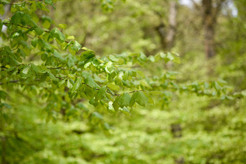 Fototapeta na wymiar Springtime, new and fresh green leaves of beech trees