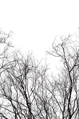 Obraz premium Silhouette of leafless trees and branches, isolated on white background.