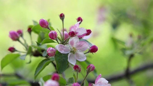 4k movie of apple flowers blooming an moving in the wind.