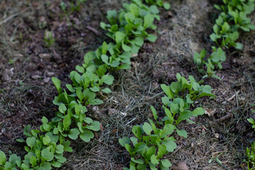 Ruccula im Gemüsebeet