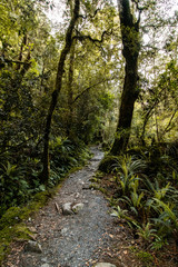 path in the forest