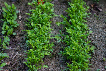 Garten Kresse in Gemüsebeet
