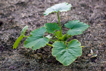 Zucchini Pflanze jung frisch Gemüse, 