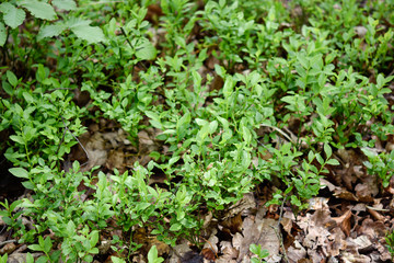 green blueberry plant in the garden