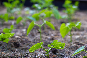 junge Buschbohnen Pflanze Gartenbohne (Phaseolus vulgaris), auch Grüne Bohne, Schnittbohne oder österreichisch Fisole