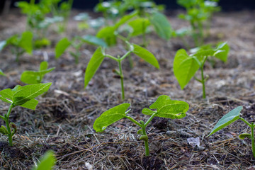 junge Buschbohnen Pflanze Gartenbohne (Phaseolus vulgaris), auch Grüne Bohne, Schnittbohne oder österreichisch Fisole