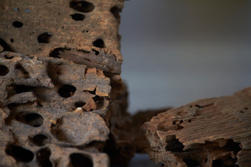 Close up of wooden texture background with termite holes, selective focus