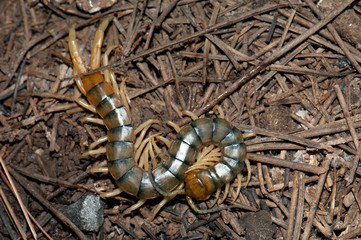 Canarian centipede (Scolopendra valida). Las Brujas Mountain. Integral Natural Reserve of Inagua....