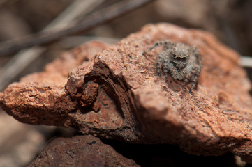 Female jumping spider (Aelurillus lucasi). Las Brujas Mountain. Integral Natural Reserve of Inagua. Tejeda. Gran Canaria. Canary Islands. Spain.