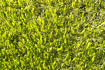 Green grass texture background, Green lawn, Backyard for background, Grass texture.