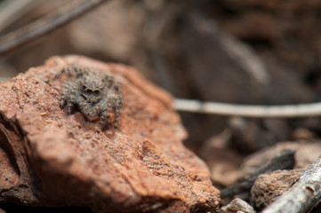 Female jumping spider (Aelurillus lucasi). Las Brujas Mountain. Integral Natural Reserve of Inagua. Tejeda. Gran Canaria. Canary Islands. Spain.