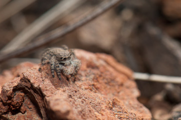 Female jumping spider (Aelurillus lucasi). Las Brujas Mountain. Integral Natural Reserve of Inagua. Tejeda. Gran Canaria. Canary Islands. Spain.