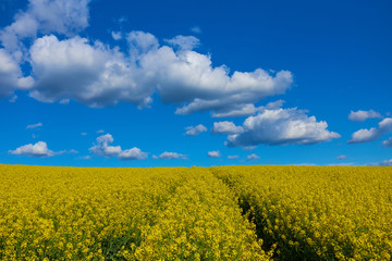 Obraz premium Rape flower field against blue sky with nice cloudscape and a rut in the land. Spring landscape, vivid blue and yellow colors for backgrounds