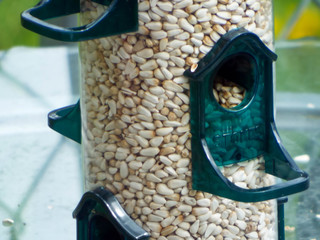 comida para aves