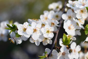 A branch of a pear with open white flowers is shot in close-up against a background of blurred greens. Inspirational spring photo for your design.