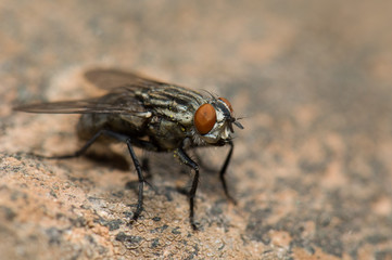 Common flesh fly (Sarcophaga carnaria). Las Brujas Mountain. Integral Natural Reserve of Inagua. Tejeda. Gran Canaria. Canary Islands. Spain.