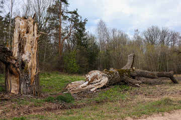 A large tree has broken and fallen down