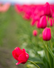 pink tulips in garden