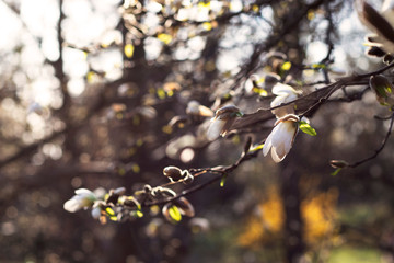 Garden with blooming white magnolias in the sun. A photo of the spring garden was made specifically for your design.