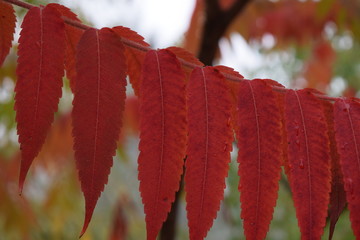 Podłużne liście nabierające jesiennych kolorów
