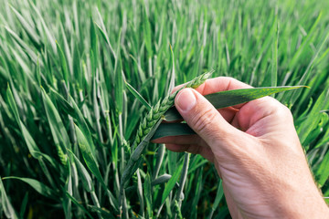 Agronomist examining green wheat spike development