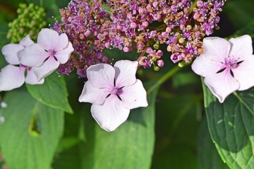 Białe kwiaty, na zielonym tle © Jacek