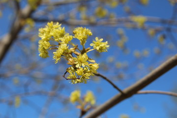 budding buds and flowers on the branches of a Linden tree against the blue sky