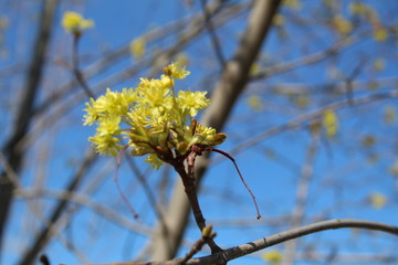 budding buds and flowers on the branches of a Linden tree against the blue sky