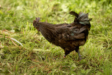  Pets black cock walks on the green grass in the summer in the sun