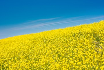 Obraz premium Field of Canola Flowers