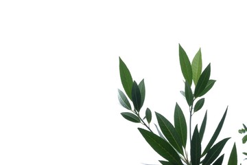 Fototapeta premium Tropical tree leaves with branches on white isolated background for green foliage backdrop 