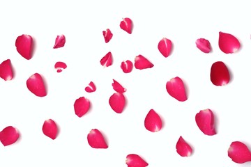 Blurred a group of sweet pink rose corollas on white isolated background 