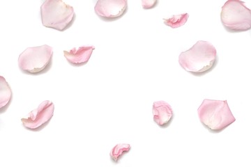 In selective focus a group of sweet pink rose corollas on white isolated background with softly style and copy space 