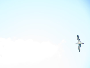 Juvenile Cory's shearwater (Calonectris borealis) in flight. Gran Canaria. Canary Islands. Spain.