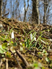 Snowdrops also known as Galanthus nivalis blossomed in reserve forest at February after the warm winter