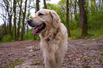 Beautiful gold labrador posing for a photo in a forest