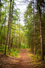 Obraz premium Waldweg mit hohen Tannen