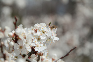 Apple flowers on the branch background