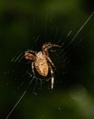 A furrow orbweaver spider on its web in front of a dark blurred natural background