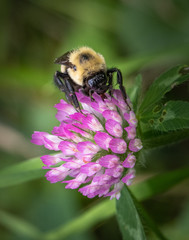 Bumblebee feeding on a group of small pink flowers