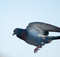 Domestic pigeon (Columba livia domestica) landing. Schamann. Las Palmas de Gran Canaria. Gran Canaria. Canary islands. Spain.