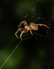 Portrait of a furrow orbweaver spider on its web in a Pennsylvania meadow