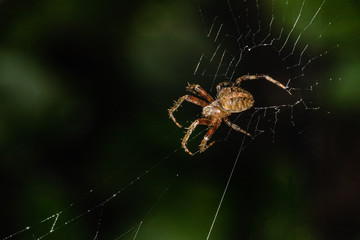A furrow orbweaver spider patiently working on its web
