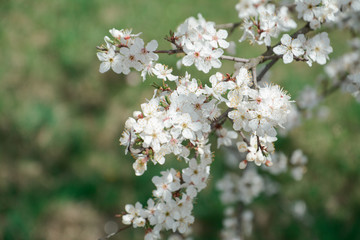 Apple flowers on the branch background