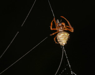 Close up of a marbled orbweaver spider working on its web