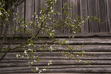 old wooden house, gray walls of logs, branches of plants, flowering plum, no one